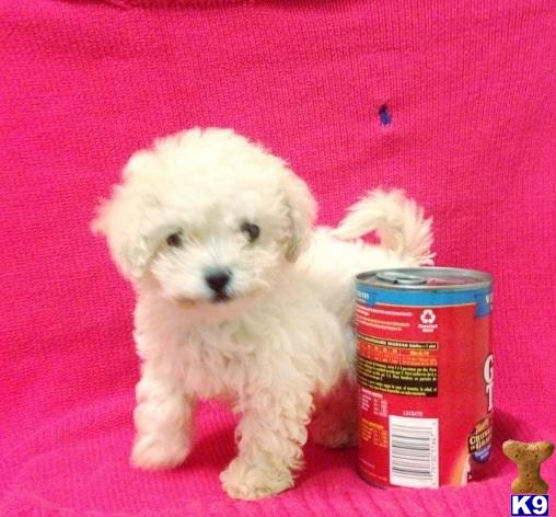 Puppies in CA